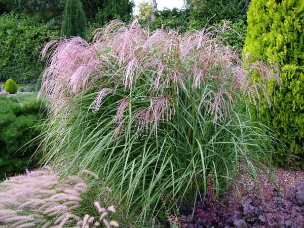 Miskantas kininis ,Kaskade' (lot. Miscanthus sinensis) Miskantas kininis ,Kaskade' (lot. Miscanthus sinensis)